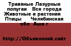 Травяные Лазурные попугаи - Все города Животные и растения » Птицы   . Челябинская обл.,Аша г.